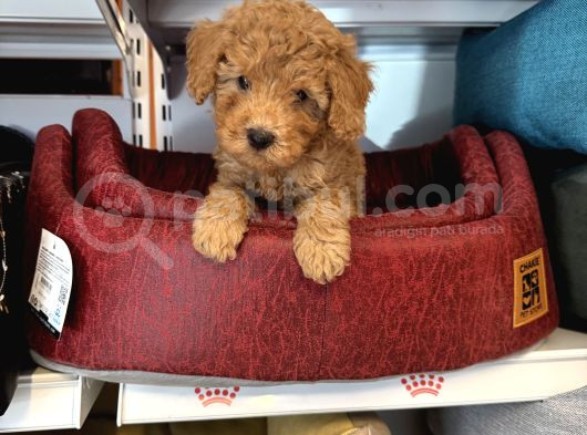 Oyuncak Surat Red Toy Poodle Yavrulari