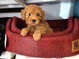 Oyuncak Surat Red Toy Poodle Yavrulari