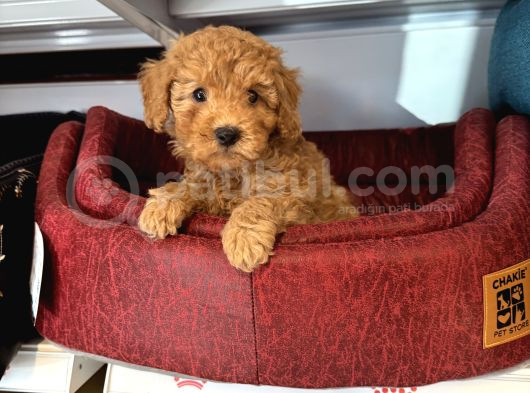 Oyuncak Surat Red Toy Poodle Yavrulari görsel