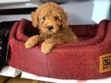 Oyuncak Surat Red Toy Poodle Yavrulari