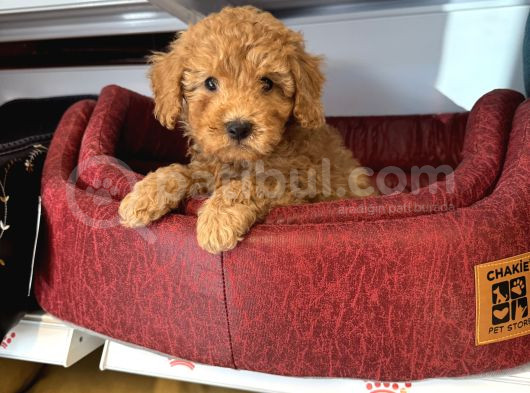 Oyuncak Surat Red Toy Poodle Yavrulari görsel