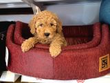 Oyuncak Surat Red Toy Poodle Yavrulari