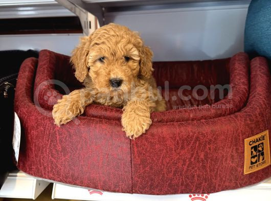 Oyuncak Surat Red Toy Poodle Yavrulari görsel