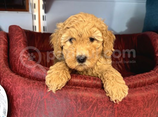Oyuncak Surat Red Toy Poodle Yavrulari görsel