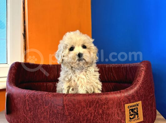 Ruhsatli Çi̇ftli̇kten Malti̇poo Yavrulari görsel