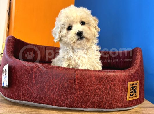 Ruhsatli Çi̇ftli̇kten Malti̇poo Yavrulari görsel