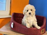 Ruhsatli Çi̇ftli̇kten Malti̇poo Yavrulari