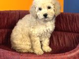 Apri̇cot Renk Toy Poodle Bebekleri̇mi̇z