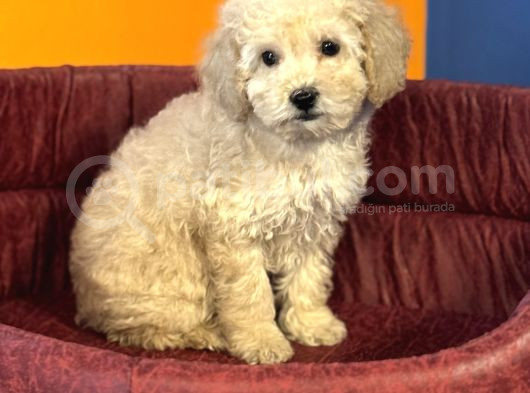 Apri̇cot Renk Toy Poodle Bebekleri̇mi̇z görsel