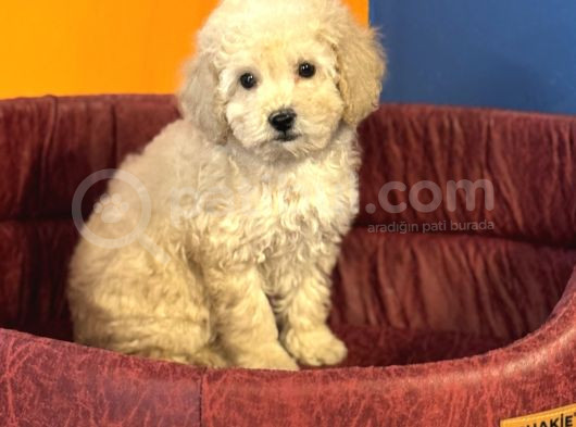 Apri̇cot Renk Toy Poodle Bebekleri̇mi̇z görsel