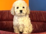APRİCOT RENK TOY POODLE BEBEKLERİMİZ