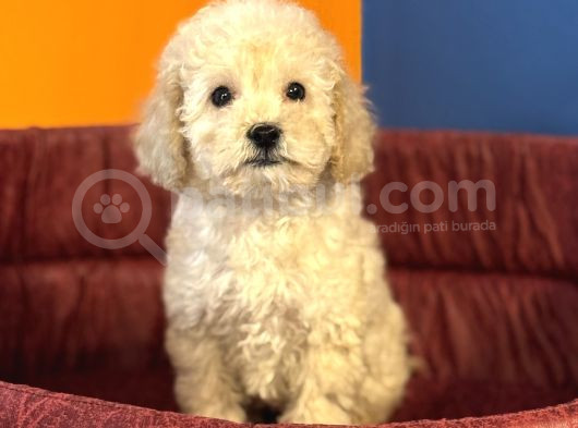 Apri̇cot Renk Toy Poodle Bebekleri̇mi̇z