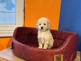 Apri̇cot Renk Toy Poodle Bebekleri̇mi̇z