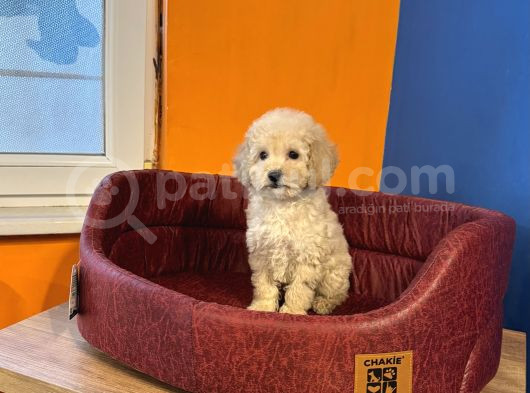 Apri̇cot Renk Toy Poodle Bebekleri̇mi̇z görsel