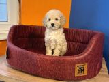Apri̇cot Renk Toy Poodle Bebekleri̇mi̇z