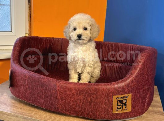 Apri̇cot Renk Toy Poodle Bebekleri̇mi̇z görsel