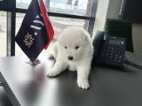 Ayı Bebek surat anne baba safkan samoyed