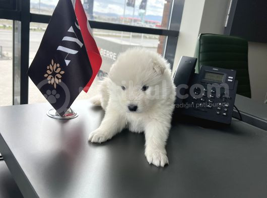 Ayı Bebek Surat Anne Baba Safkan Samoyed