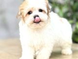 Mini Boy Sıfır Numara Orjinal Morkie Yavrular