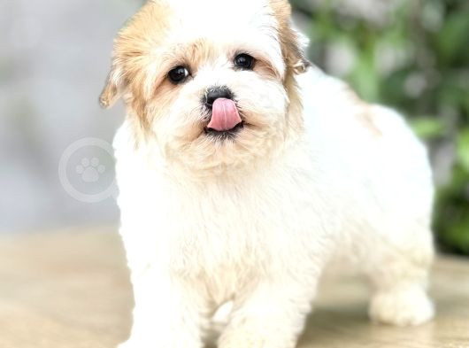 Mini Boy Sıfır Numara Orjinal Morkie Yavrular