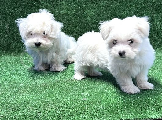 Maltese Terri̇er Yavru görsel
