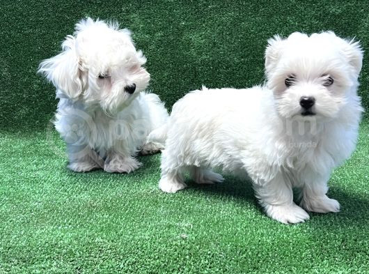 Maltese Terri̇er Yavru görsel