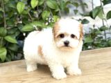 Mini Boy Sıfır Numara Orjinal Morkie Yavrular