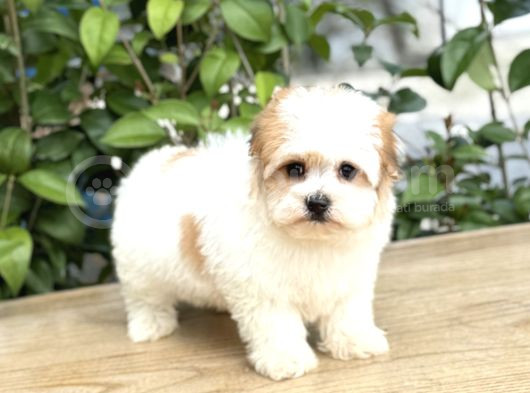 Mini Boy Sıfır Numara Orjinal Morkie Yavrular görsel