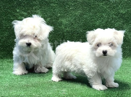 Maltese Terri̇er Yavru görsel