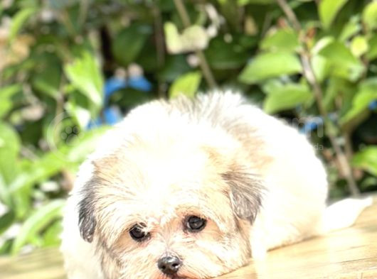 Sıfır Numara Morkie Yavrular görsel