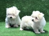 Maltese Terri̇er Yavru