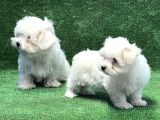 Maltese Terri̇er Yavru