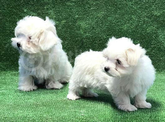 Maltese Terri̇er Yavru görsel