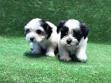 Morkie Yavru
