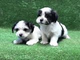 Morkie Yavru