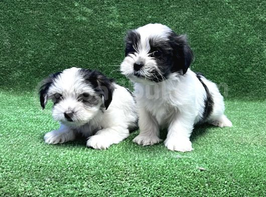 Morkie Yavru görsel