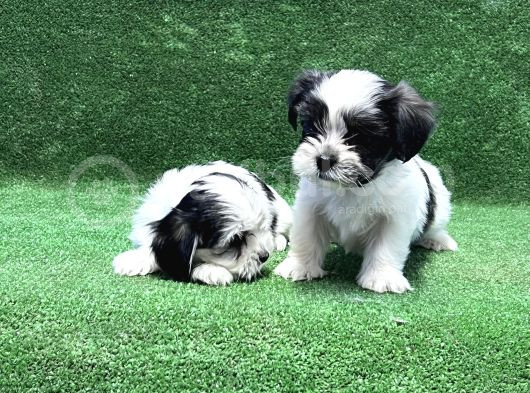 Morkie Yavru görsel