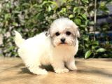 Sıfır numara morkie Yavrular