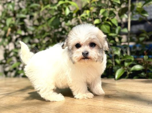 Sıfır Numara Morkie Yavrular