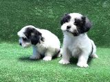 Morkie Yavru