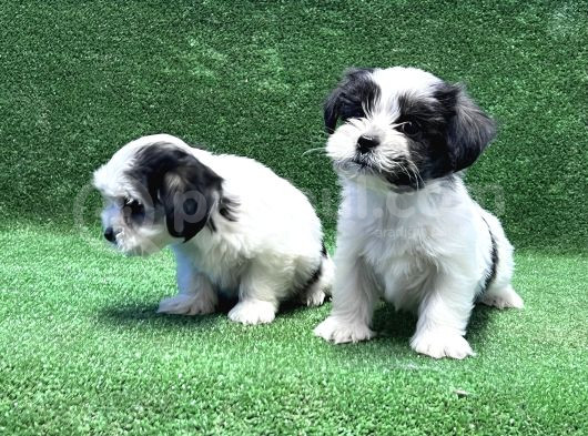 Morkie Yavru görsel