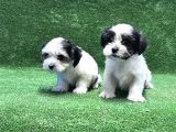 Morkie Yavru
