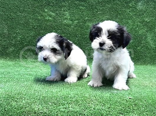 Morkie Yavru görsel