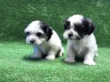 Morkie Yavru