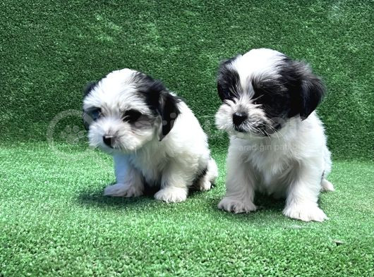 Morkie Yavru görsel