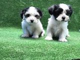 Morkie Yavru