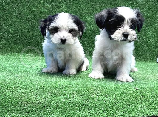Morkie Yavru görsel