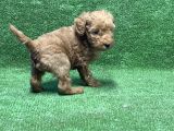 Toy Poodle Yavru