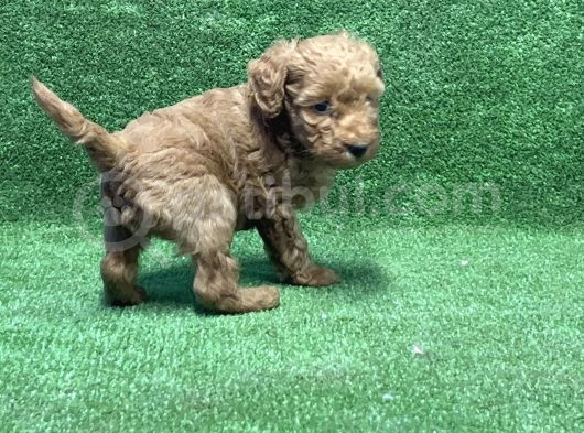 Toy Poodle Yavru