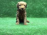Toy Poodle Yavru